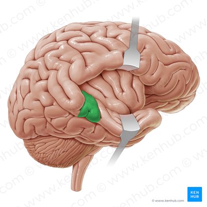 Giros temporais transversos (Transverse temporal gyri); Imagem: Paul Kim