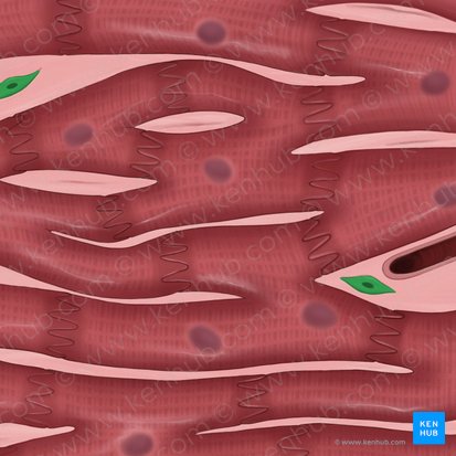 Fibroblasto (Fibroblastus); Imagem: Tal Bavli Ziv