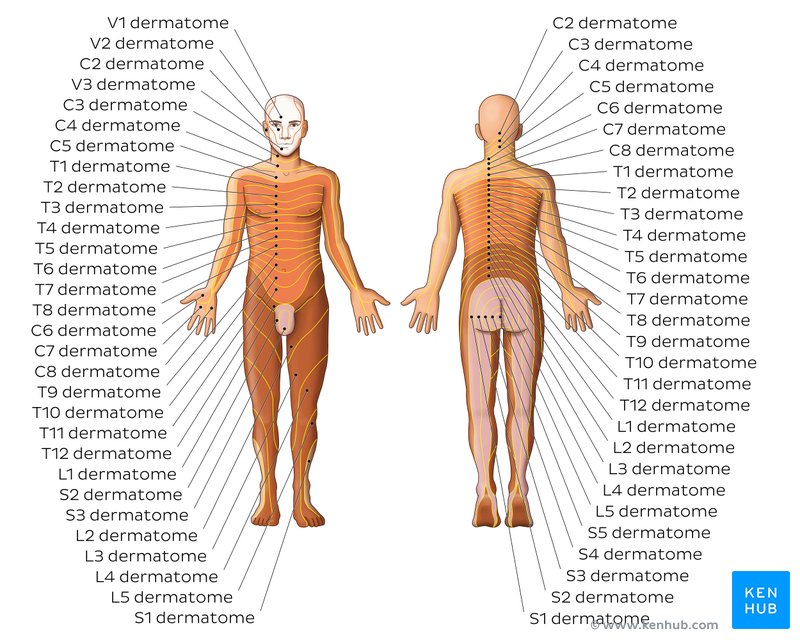 Overview of the dermatomes