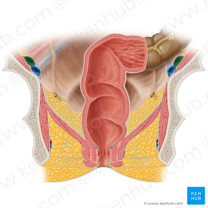 Arteria iliaca externa (Äußere Beckenarterie); Bild: Samantha Zimmerman