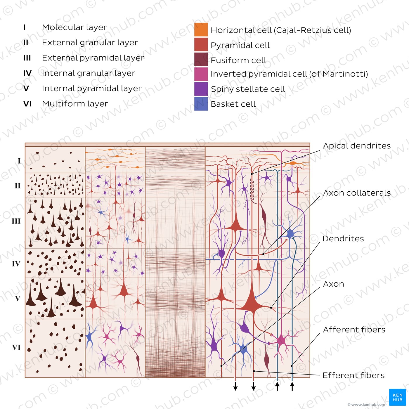 Cells and layers of the cerebral cortex