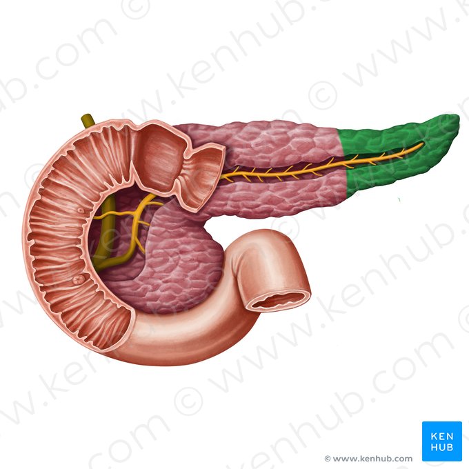 Cauda do pâncreas (Cauda pancreatis); Imagem: Irina Münstermann