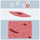 Structural organization of the human body