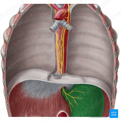 Stomach (Gaster); Image: Yousun Koh