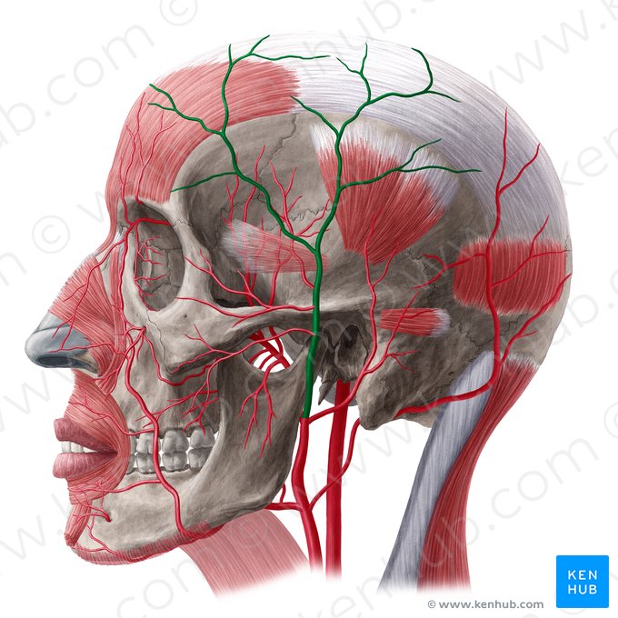 Arteria temporal superficial (Arteria temporalis superficialis); Imagen: Yousun Koh