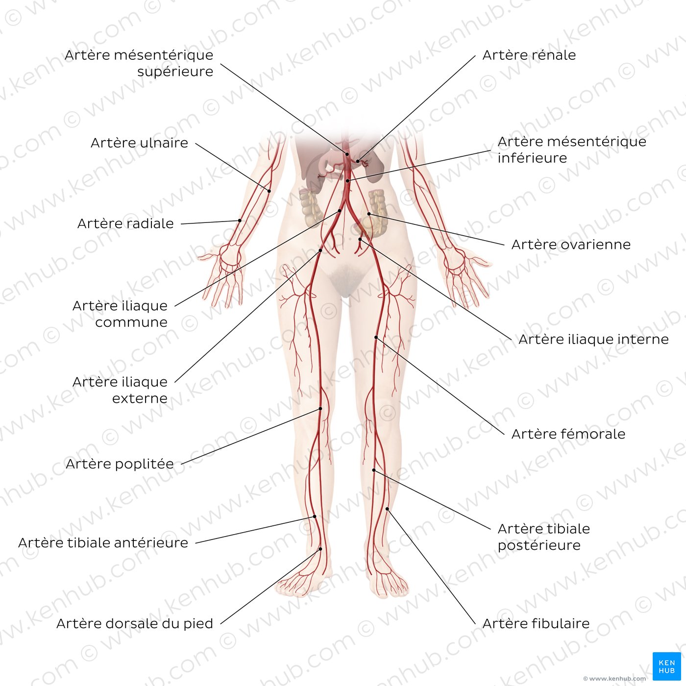 Système cardiovasculaire : Artères de la partie inférieure du corps