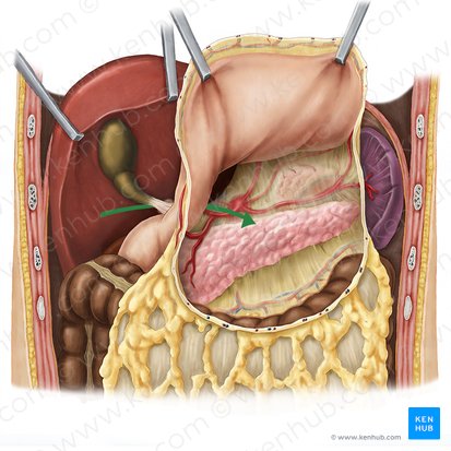 Forame omental (Foramen omentale); Imagem: Esther Gollan