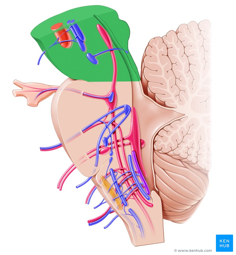 Midbrain (Mesencephalon)