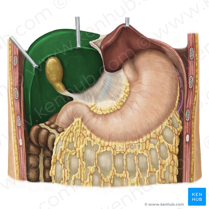 Right lobe of liver (Lobus dexter hepatis); Image: National Library of Medicine