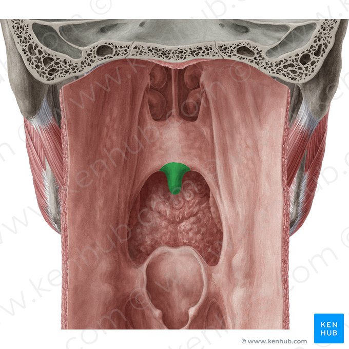 Úvula do palato (Uvula palatina); Imagem: Yousun Koh