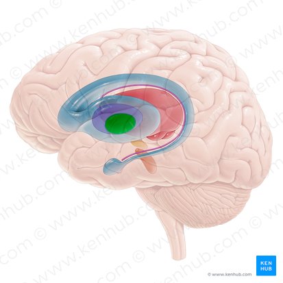 Medial segment of globus pallidus (Globus pallidus medialis); Image: Paul Kim