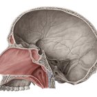 Nasal cavity