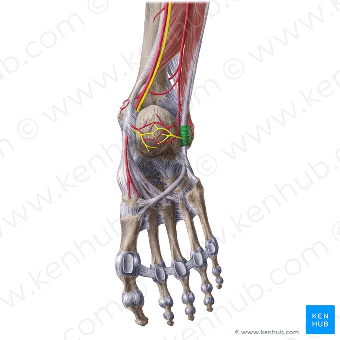 Retináculo fibular superior (Retinaculum musculorum fibularium superius); Imagem: Liene Znotina