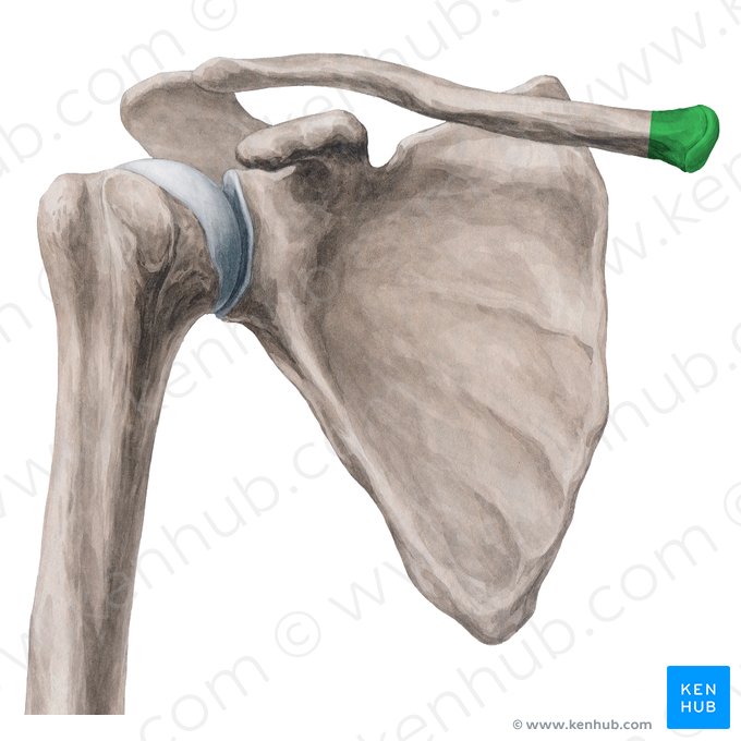 Extremidad esternal de la clavícula (Extremitas sternalis claviculae); Imagen: Yousun Koh