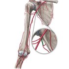 Subscapular artery