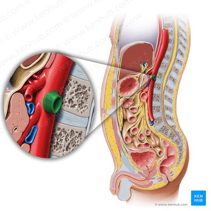 Artéria renal esquerda (Arteria renalis sinistra); Imagem: Paul Kim