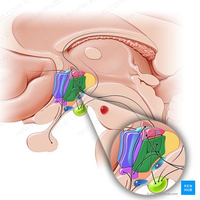 Periventricular hypothalamic nucleus (Nucleus periventricularis hypothalami); Image: Paul Kim