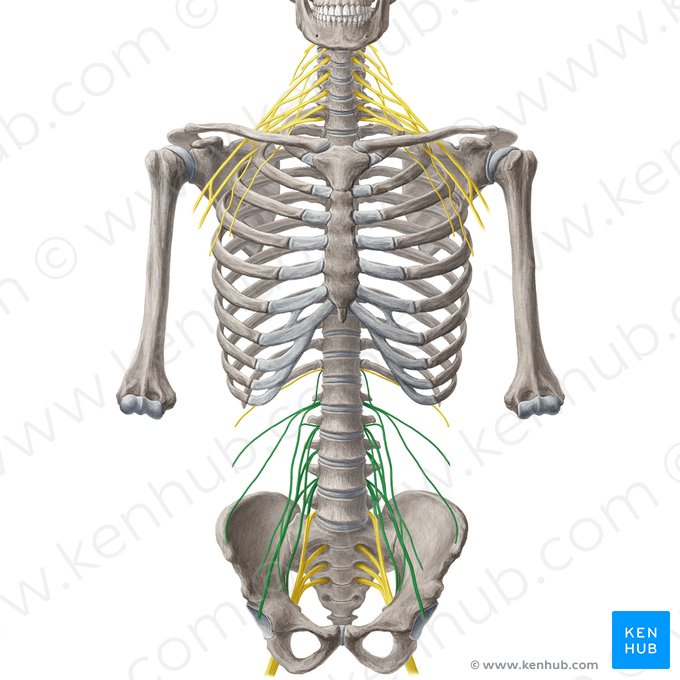 Plexo lombar (Plexus lumbalis); Imagem: Liene Znotina