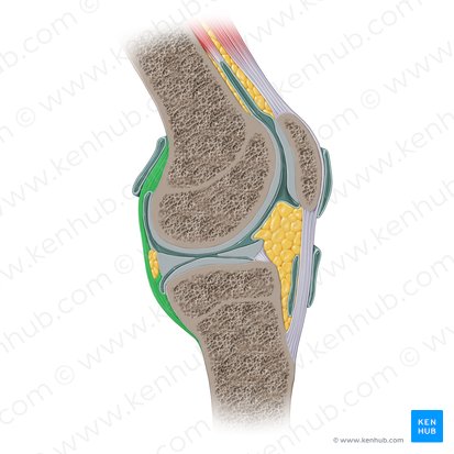 Capsula articularis genus (Gelenkkapsel des Knies); Bild: Paul Kim