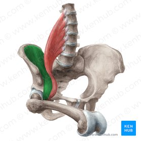Abdominal wall: Layers, muscles and fascia | Kenhub