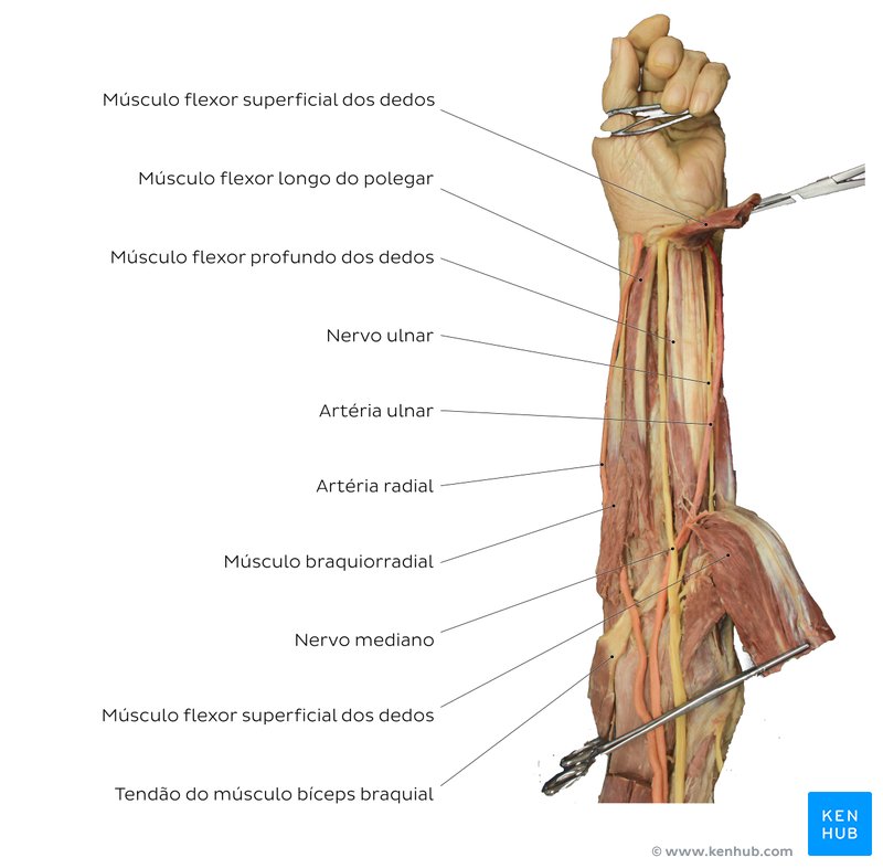 Nervo ulnar em um cadáver.