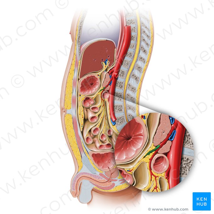 Middle colic artery (Arteria colica media); Image: Paul Kim