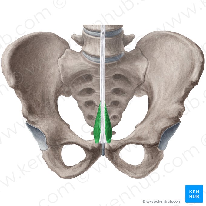 Músculo piramidal (Musculus pyramidalis); Imagen: Yousun Koh