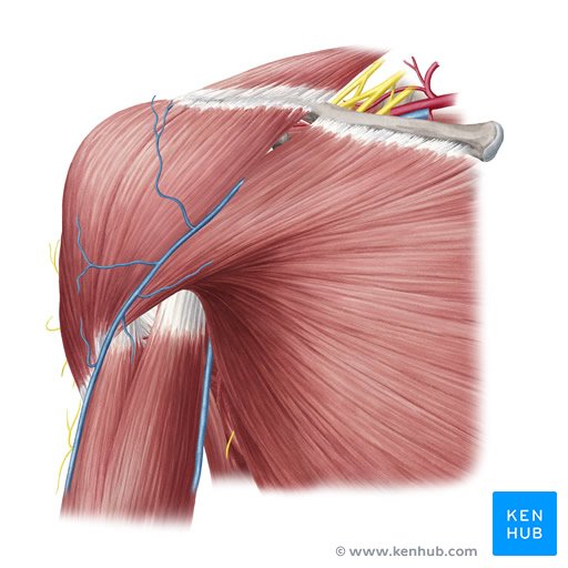 Muscles de l'épaule (vue antérieure)