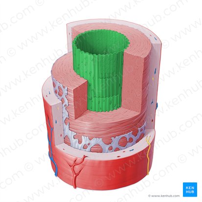 Tunica intima arteriae (Intima der Arterie); Bild: Paul Kim