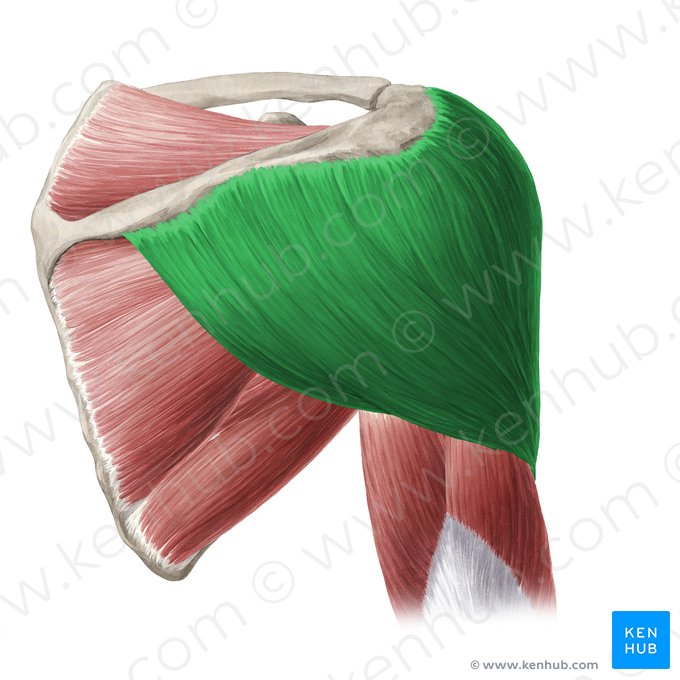 Músculo deltoide (Musculus deltoideus); Imagem: Yousun Koh