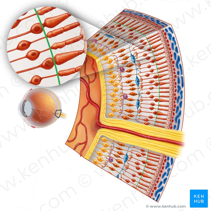 Outer limiting membrane of retina (Stratum limitans externum retinae); Image: Irina Münstermann