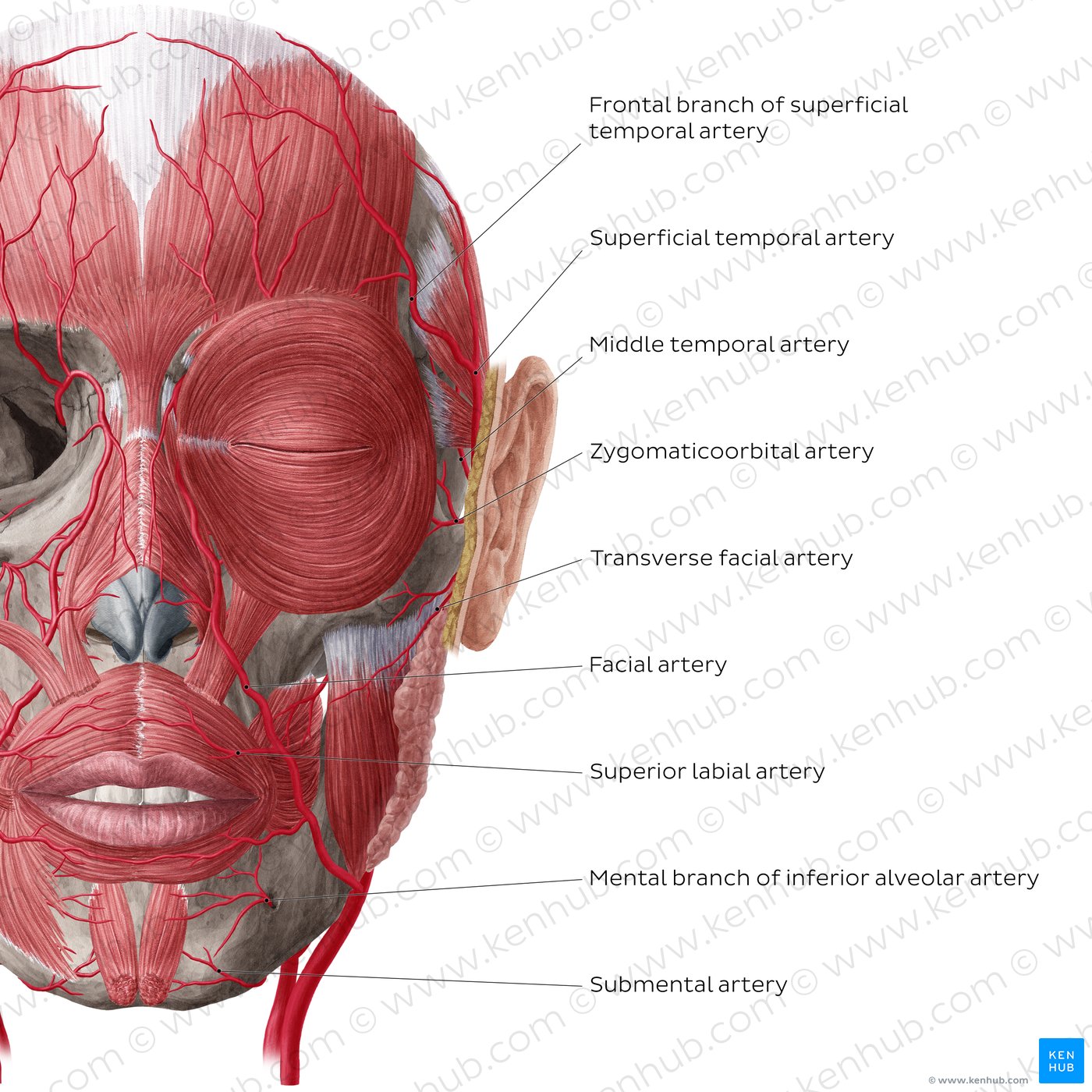 Arteries of face and scalp (Anterior view: superficial)