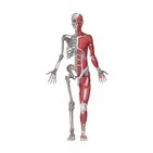 Musculoskeletal system