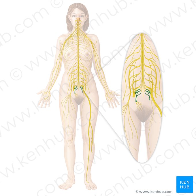 Coccygeal plexus (Plexus coccygeus); Image: Begoña Rodriguez