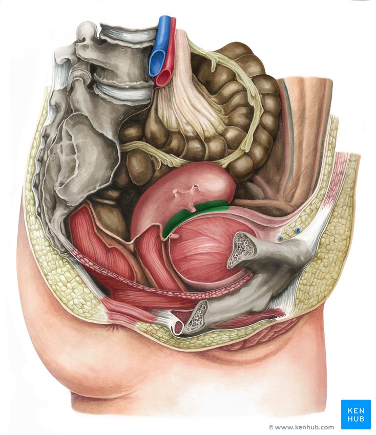 Vesicouterine pouch - lateral-right view