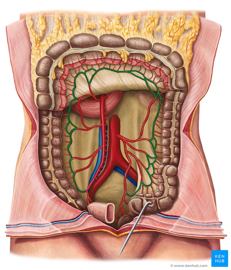 Marginal artery of Drummond (arteria marginalis coli)