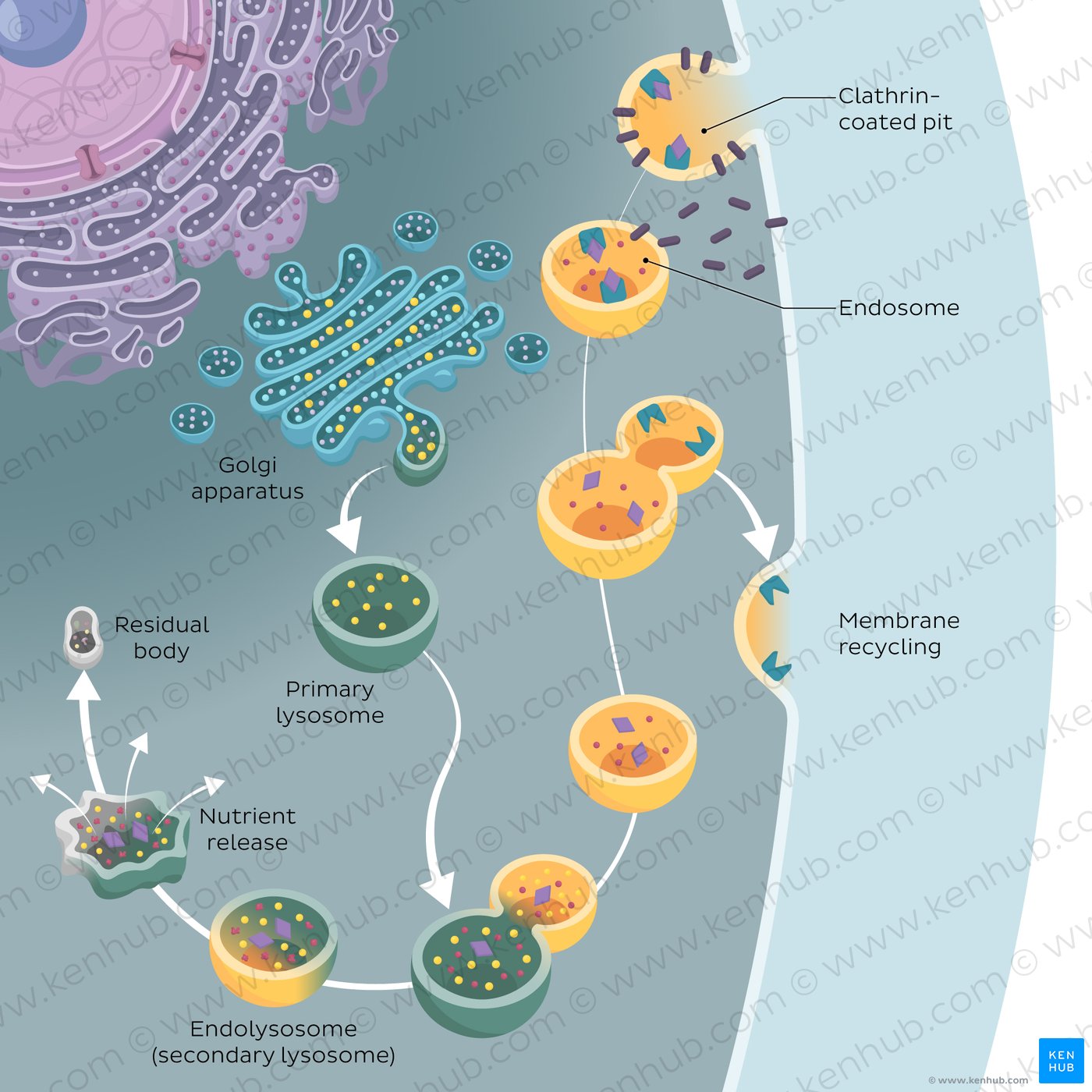 Vesicular transport: receptor-mediated endocytosis