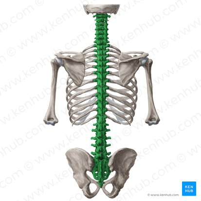 Coluna vertebral (Columna vertebralis); Imagem: Yousun Koh