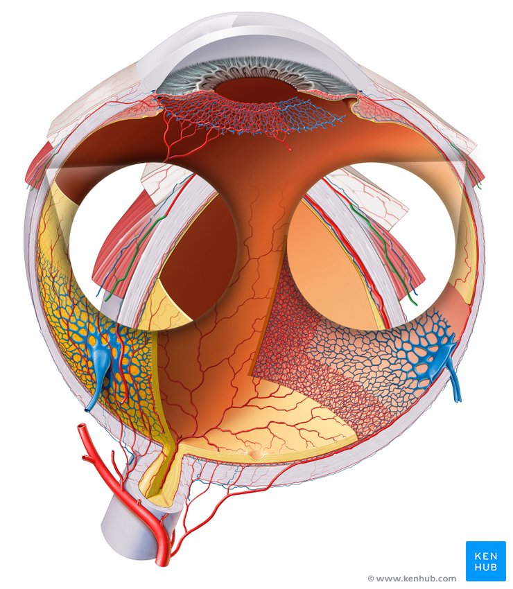 Muscular branches of ophthalmic artery - cranial view