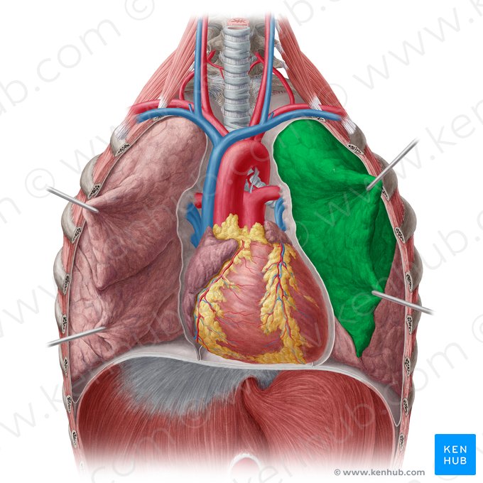 Lobus superior pulmonis sinistri (Oberlappen der linken Lunge); Bild: Yousun Koh
