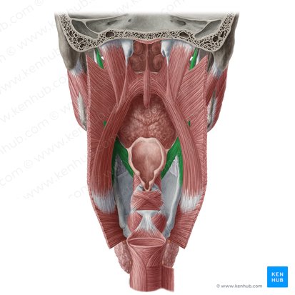 Músculo estilofaríngeo (Musculus stylopharyngeus); Imagem: Yousun Koh