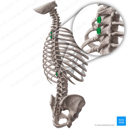 Musculi interspinales thoracis (Zwischendornmuskeln der Brust); Bild: Yousun Koh
