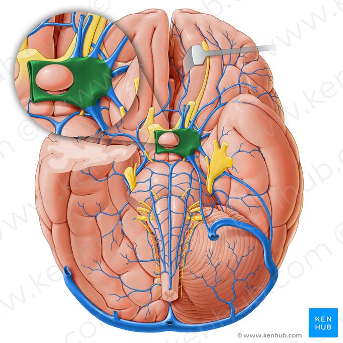 Cavernous sinus (Sinus cavernosus); Image: Paul Kim