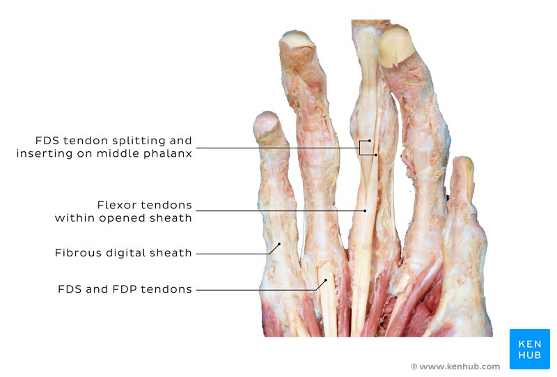 Flexor digitorum superficialis and profundus tendons
