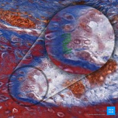 Ruffled border of osteoclast (Limbus microplicatus osteoblasti); Image: 