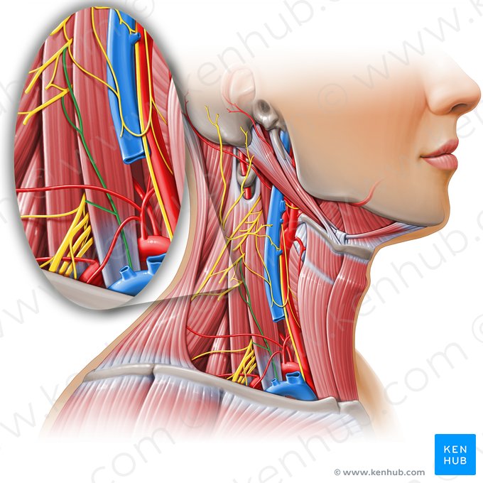 Phrenic nerve (Nervus phrenicus); Image: Paul Kim