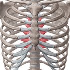 Musculus transversus thoracis