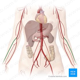 Arteria radialis (Speichenarterie); Bild: Begoña Rodriguez