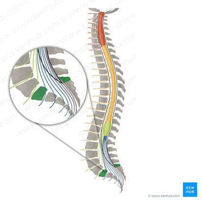 Vértebra S1 (Vertebra S1); Imagen: Irina Münstermann