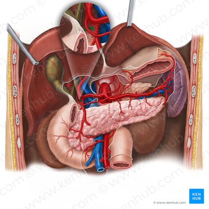 Supraduodenal artery (Arteria supraduodenalis); Image: Esther Gollan